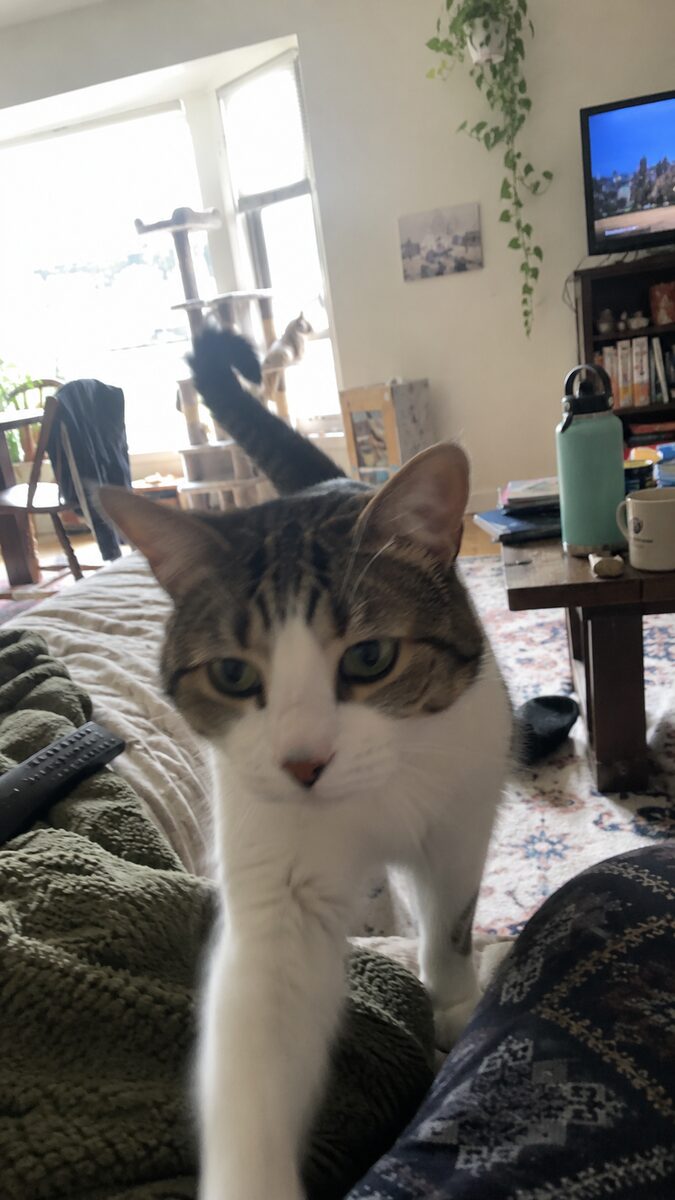 A cat Priscila cares for, at home