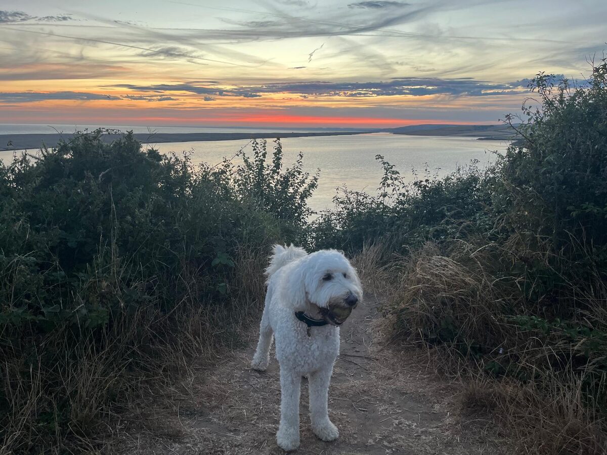 A dog cared for by Gentlekin, out on an evening walk near the coast